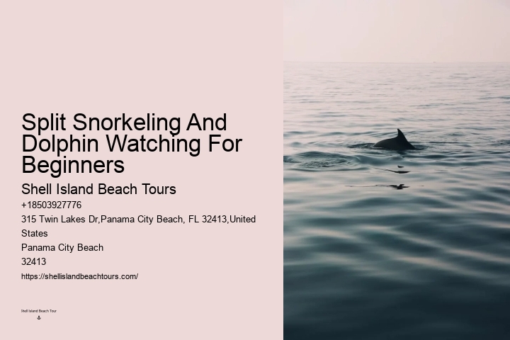 Intimate Dolphin Exploration and Snorkeling