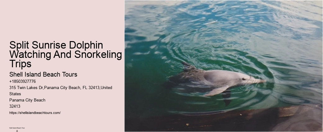 Shell Island Dolphin