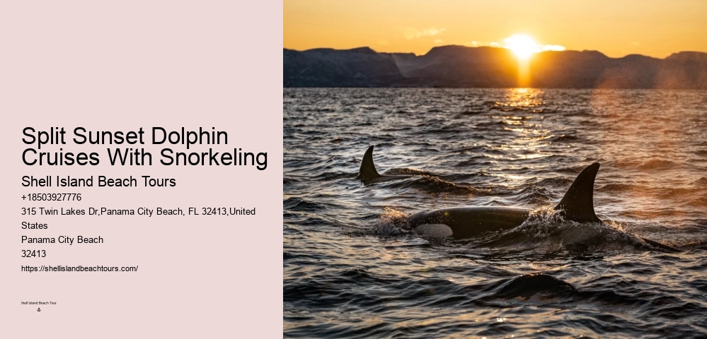 Salty Fins Dolphin And Snorkeling Tours
