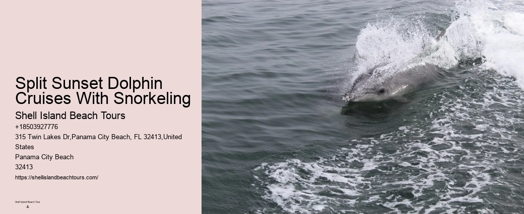 Individual Dolphin Expedition with Snorkeling