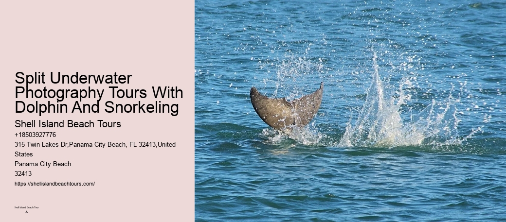 Do Dolphins Ever Bite Hooks