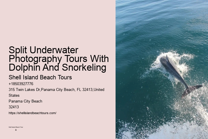 Custom Dolphin Encounter and Snorkeling