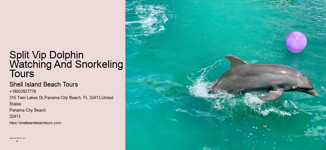Split Luxury Dolphin And Snorkeling Excursions