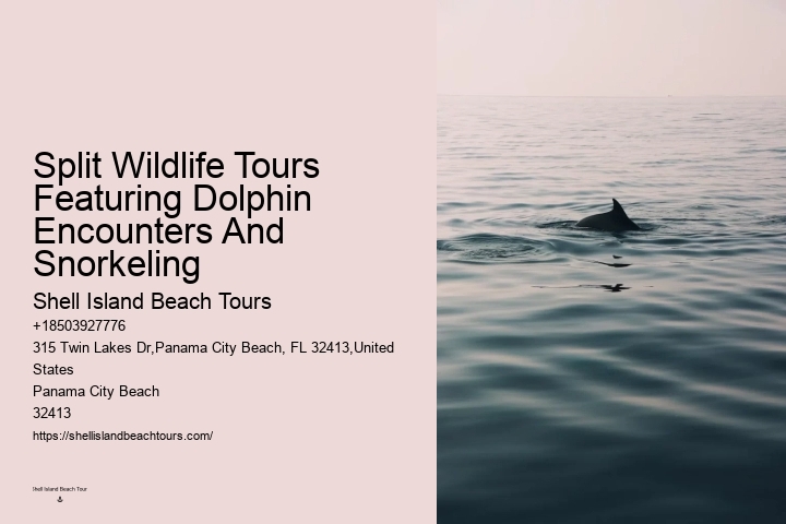 How Much Does It Cost To Swim With Dolphins In Panama City