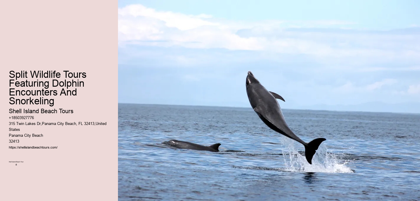Dolphin Watching Tours Near Me