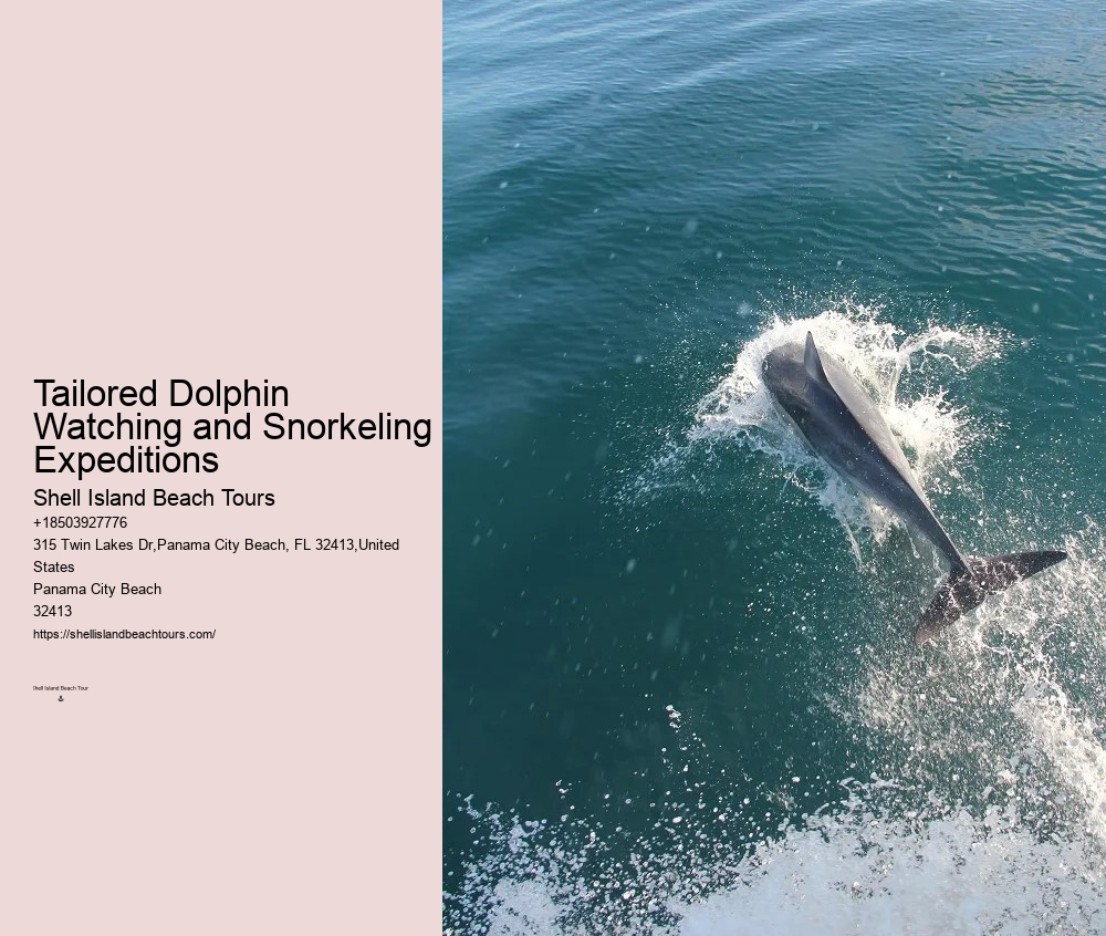 PCB Dolphin Viewing Tours